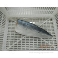 Frozen Mackerel Fish Fillet Size 70-150g 100-200g